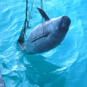A porpoise is entangled in a fishing net and is lifted out of the sea water.