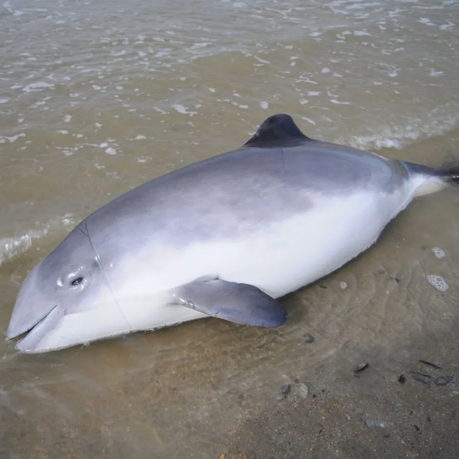 A porpoise lying on the beach