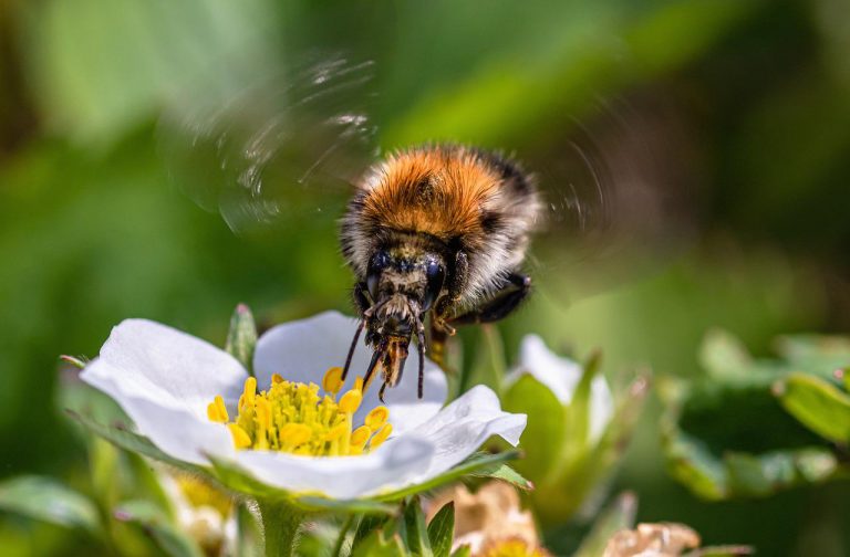 A bee with fluttering wings is about to approach a white flower.