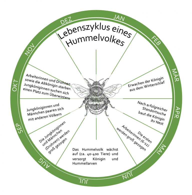 Der Lebenszyklus einer Hummelkolonie von März bis Oktober in einem grünen Kreis dargestellt, in der Mitte befindet sich die Zeichnung einer Hummel. Für jeden Monat werden die Veränderungen in der Kolonie von ihrer Entstehen bis zu deren Sterben beschrieben.