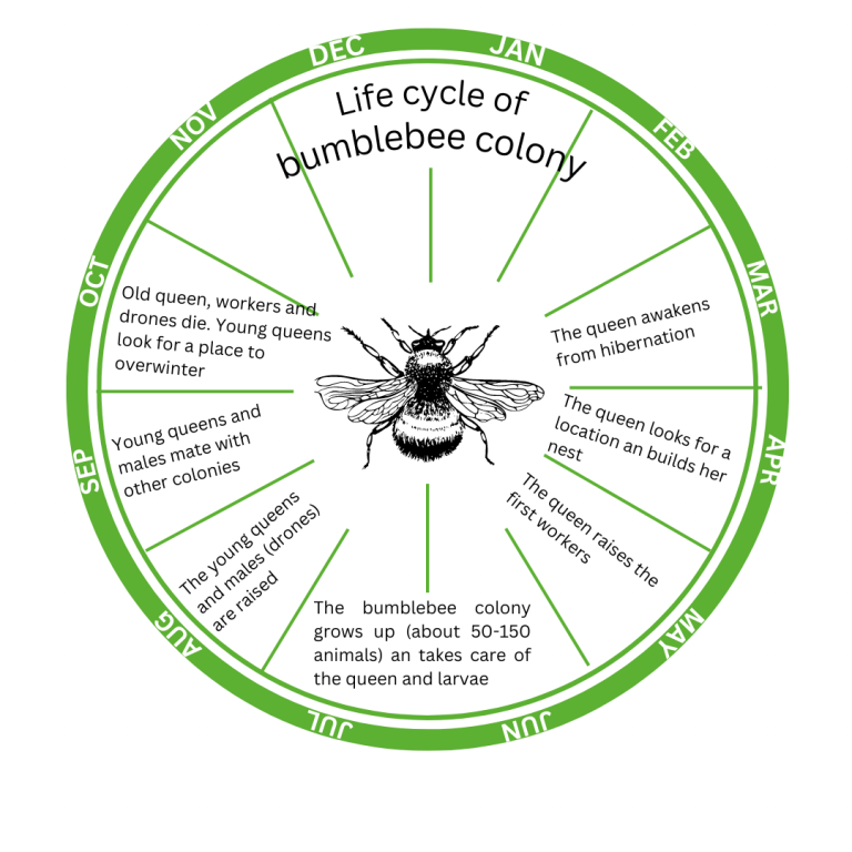 Der Lebenszyklus einer Hummelkolonie von März bis Oktober in einem grünen Kreis dargestellt, in der Mitte befindet sich die Zeichnung einer Hummel. Der Text ist auf Englisch. Für jeden Monat werden die Veränderungen in der Kolonie von ihrer Entstehen bis zu deren Sterben beschrieben.