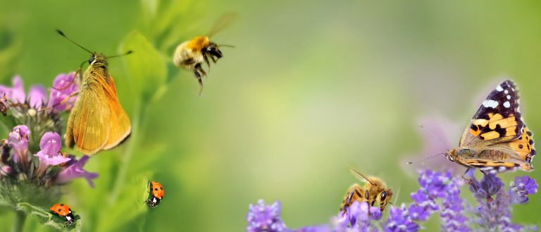Stark vergrößert sitzen Schmetterlinge, Bienen und Marienkäfer auf Lavendelblüten und anderen lila Blüten. Der Hintergrund ist verschwommen.