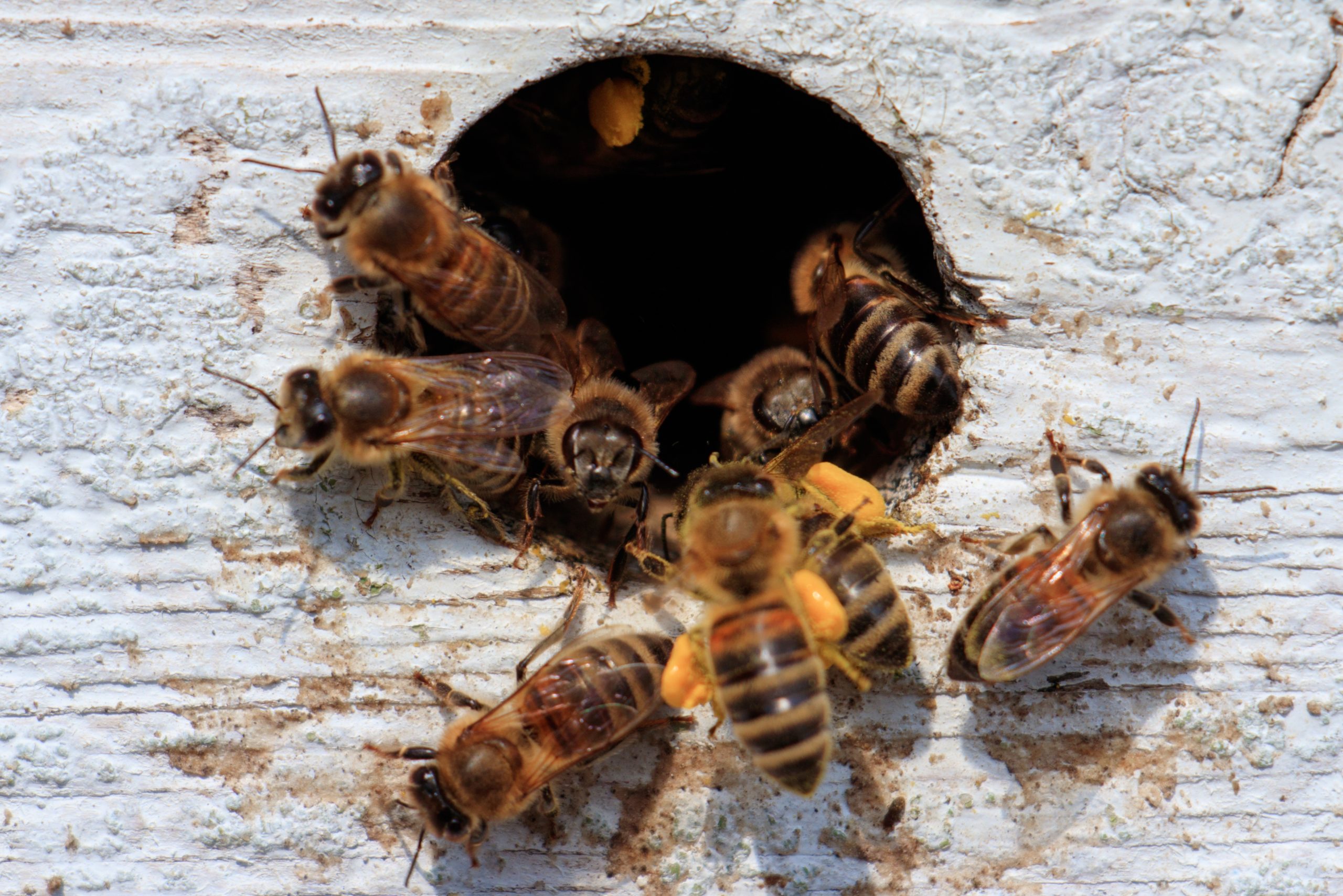 Highly magnified honeybees flying out of a hole, which is in a wooden surface.