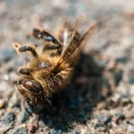 Extreme Nahaufnahme einer toten Biene auf eiern Kieselstein Oberfläche
