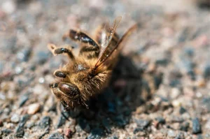 Extreme Nahaufnahme einer toten Biene auf eiern Kieselstein Oberfläche