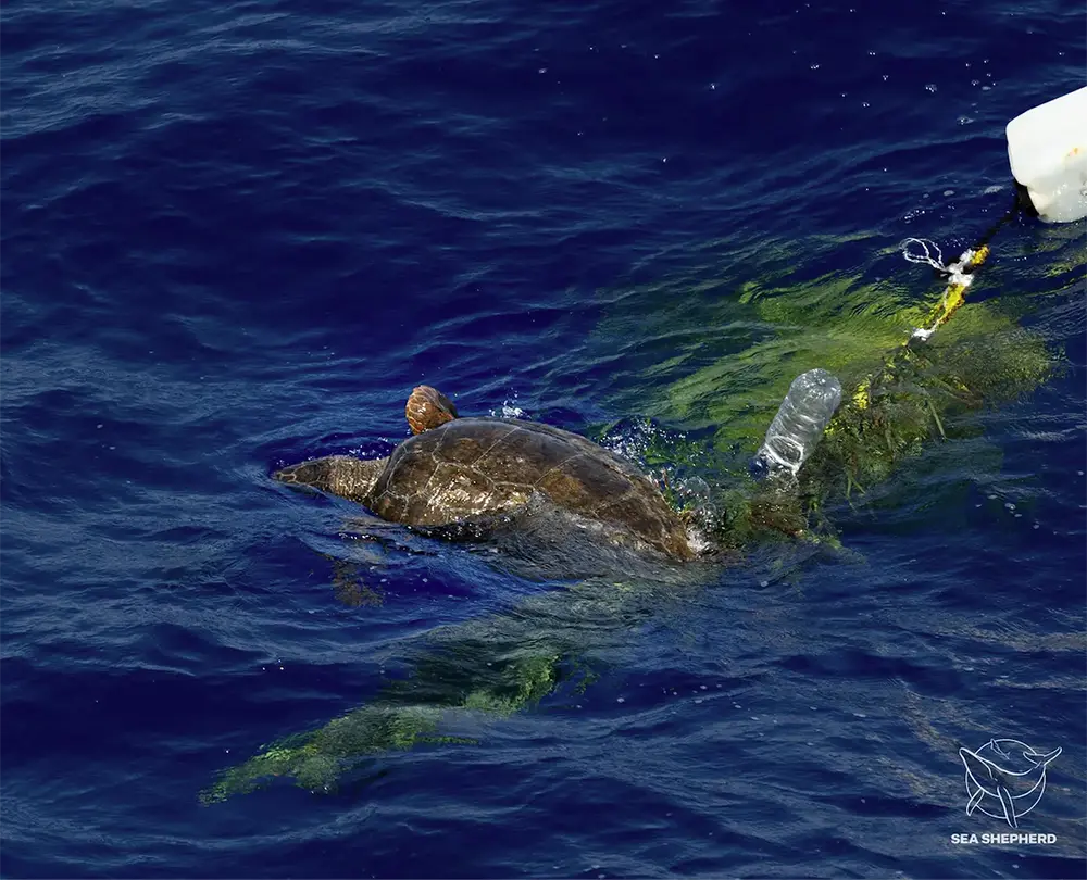 Schildkröte in einem Fangnetz