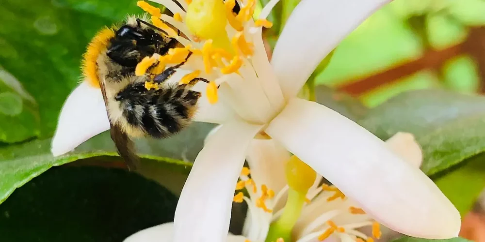 A bee collecting nectar from a white flower with yellow pistils