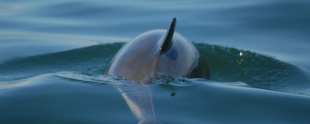 A back view of a porpoise swimming in the water.