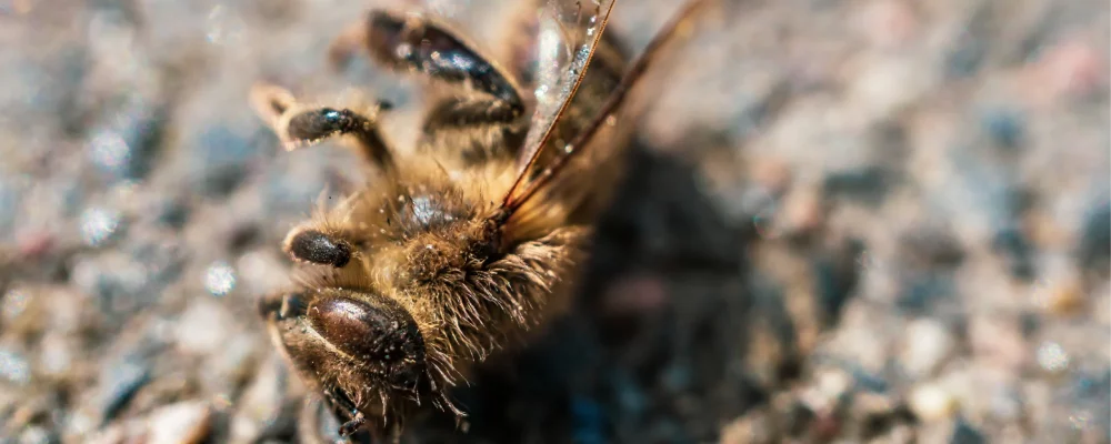 Extreme close up of dead bee on pebble surface