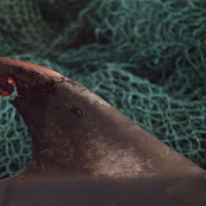 Eine verletzte Delfinflosse