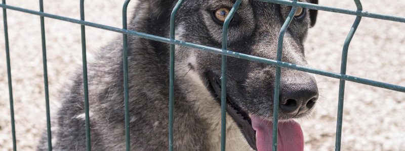 A dog with its tongue hanging out and its eyes alert sits behind a green fence.